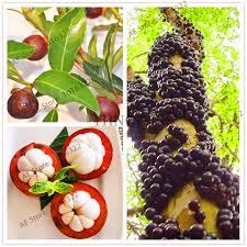 Well you're in luck, because here. 10pcs Bag Mangosteen Fruit Mangosteen Bonsai Organic Heirloom Fruit Plants Tree Garden Nutrient Rich Queen Of Tropical Fruits Buy At The Price Of 0 28 In Aliexpress Com Imall Com