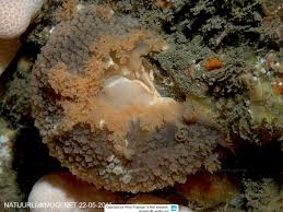 Image result for Tritonia moggii
