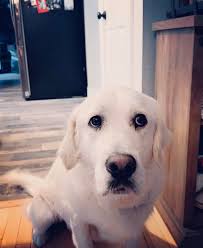 I'm slightly obsessed. 😍