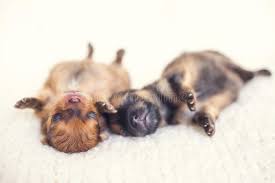 In the absence of their mother, you can be a foster parent, and provide them with food and a warm, clean environment so they will grow and flourish. Cute Newborn Pomeranian Puppies Photos Free Royalty Free Stock Photos From Dreamstime