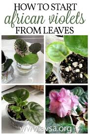 Maybe you would like to learn more about one of these? Propagate African Violets From Leaves So Much Fun To Water Babies From Stems Here Is How To Grow Plan African Violets African Violets Plants Growing Plants