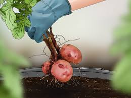 We did not find results for: How To Grow Red Potatoes With Pictures Wikihow