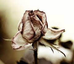 Bahkan banyak orang yang gemar menanam dan merawat bunga mawar di depan rumah maupun di pekarangan samping rumahnya. Runna Twitterren Jika Aku Layu Seperti Bunga Itu Jika Yang Ada Padaku Perlahan Gugur Seperti Kelopak Bunga Itu Bagaimana Aku Harus Mengembalikan Kelopak Bunga Yang Gugur Itu Bagaimana Aku Menajdi Bunga Yang