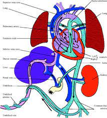 This diagram shows the organs, vessels, and route of fetal blood circulation. References In The Fetal Circulation Continuing Education In Anaesthesia Critical Care And Pain