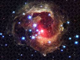 Image result for Monotes magnificus