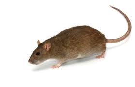 It's just not common in many architectures, or the wall is at the edge of the house, or in a place with no good attic access. Noises In The Attic Or Walls How To Get Rid Of Roof Rats Any Pest Inc