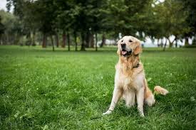 They are best known for their special abilities when it comes to retrieving games. Golden Retriever Hund Sitzt Auf Grunem Rasen Im Park Lizenzfreies Foto Und Stockbild