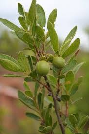 Image result for Diospyros lycioides