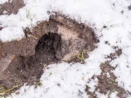 Watch when, where, and how your dog digs, and you can probably determine why he digs.1 x trustworthy source the humane society of the united states national organization devoted to the keep in mind that digging is a natural instinct for most dogs, and is unlikely to be completely stopped. What Do Rat Holes Look Like The Exterminators