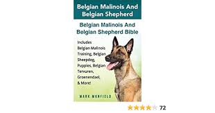 Known for their unending loyalty and devotion, the malinois is a highly trainable, protective, and focused breed that thrives off of the bonds created with their human belgian sheepdog. Rwzhsui21yyqxm