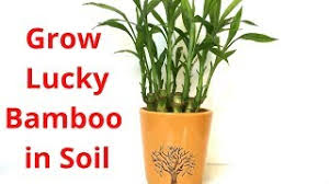 They can make large clumps that are ideal as focal points or for plant in spring so that the food reserves in the rhizome are used to produce a good flush of fresh canes in summer. How To Grow Lucky Bamboo In Soil Backyard Gardening Youtube
