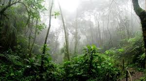 Apakah kamu sedang mencari kisah inspiratif kehidupan nyata yang memotivasi? 100 Manfaat Hutan Dan Penjelasan Lengkap