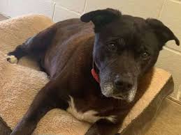 Das mädchen schlug zu hause alarm, worauf sich dessen großvater und der vater des buben sofort auf die suche machten. Pitbull Mischling Wird Nach Elf Jahren Im Tierheim Adoptiert Panorama