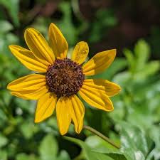 Image result for Helianthus debilis
