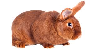 See more of new zealand rabbit on facebook. New Zealand Rabbit Squeaks And Nibbles