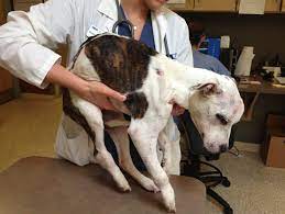 Spitz: Dog abuse stirs us, human suffering rarely does