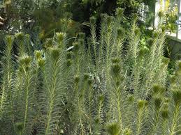 Image result for Phylica