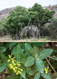 Image result for Syzygium cordatum