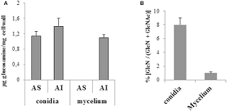 Check spelling or type a new query. Frontiers What Are The Functions Of Chitin Deacetylases In Aspergillus Fumigatus Cellular And Infection Microbiology