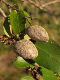 Image result for Parinari excelsa