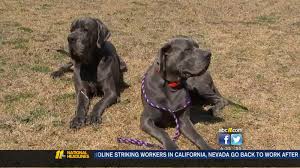 Favorite this post jun 27 blue nose pitbull Raeford Breeder Says Great Dane Attack Not Typical Abc11 Raleigh Durham