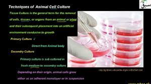Key techniques of animal cell culture. Techniques Of Animal Cell Culture Biology Lecture Sabaq Pk Youtube