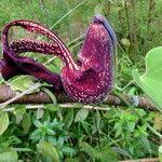 Image result for Aristolochia ringens