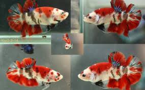 Mollies are a great species of fish to add to your tank because they come in a variety of colors, and sizes, however, all of them get along together. Betta Fish Varieties Vang Bettas