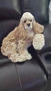 Beagle Cocker Spaniel Mix Black And White Miela Just Chillin Watching Tv With Daddy Cocker Spaniel Puppies Cocker Spaniel Golden Retriever Mix Puppies