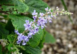 Image result for Plectranthus fruticosus