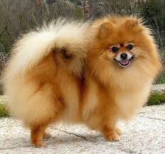 Black And Brown Pomeranian Dog Pomeranian Pomeranian Dog Pomeranian Lovers Pomeranian Puppy