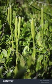 Image result for Lycopodiaceae