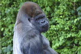 Silverback Gorilla Wild Republic