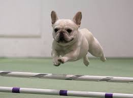We are family located in adrian, mi that sells only french bulldog puppies. Canine Health Clearances Registries Bullmarket French Bulldogs