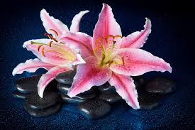 Maybe you would like to learn more about one of these? Lilly Flower Meaning Flower Meaning