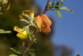 Image result for Crotalaria natalitia