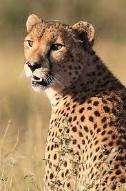 Cheetah Photo In Kruger National Park South Africa South Africa Wildlife Cheetah Photos African Animals