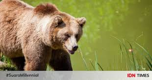 Maybe you would like to learn more about one of these? 8 Spesies Beruang Yang Ada Di Dunia Termasuk Panda Juga Lho