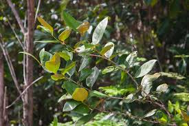 Image result for Cassipourea mollis