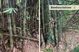 Image result for Bambusa balcooa