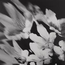 I'm trina paulus, the author/illustrator of hope for the flowers. Opinion What You May Not Know About Those April Flowers The New York Times