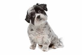 Maybe you would like to learn more about one of these? Malteser Mix Mischling Mymalteser De