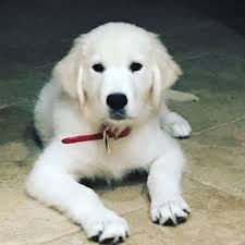 In buffalo, texas, halfway between dallas and houston, golden rule is set on the rolling hills at the edge of the east texas pine forest. Golden Retriever Puppy For Sale In Houston Tx Adn 32641 On Puppyfinder Com Gender Male Age 5 Months Old Golden Retriever Golden Retriever Puppy Puppies