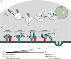Maybe you would like to learn more about one of these? The Vacuolar Shapes Of Ageing From Function To Morphology Sciencedirect