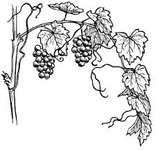 Grape Vines Pictures Pics Images And Photos For Inspiration Vine Drawing Grape Drawing Art