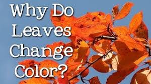 Why leaves change colors…or do they. Why Do Leaves Change Color What Makes The Leaves Fall