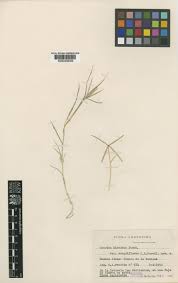 Image result for Cynodon incompletus