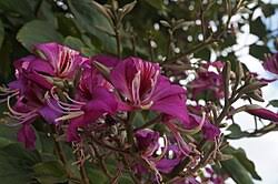 Image result for Bauhinia macrantha
