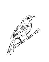Outline Bird On Branch Drawing How To Draw A Bird Step By Step Draw Central Bird Drawings Drawings Step By Step Drawing