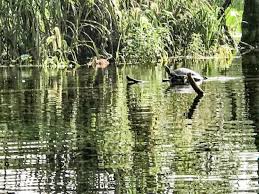 If your staying in orlando, silver springs state park is about an hour and 20 min from orlando, and so worth the drive. Silver Springs State Park A Great Place For A Kayaking Tour In Florida